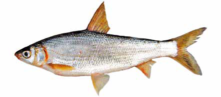 Список рыб Амура: Подуст-чернобрюшка (крупночешуйный желтопер)