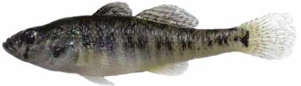 Элеотрис  (Список рыб Амура, 2004)