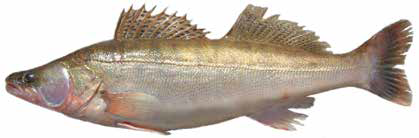 Судак (Список рыб Амура, 2004)