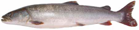 Таймень (Список рыб Амура)