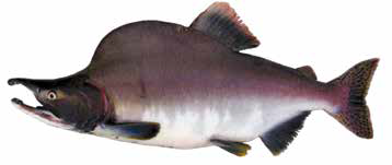 Горбуша (Список рыб Амура)