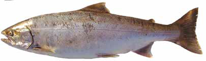 Сима (Список рыб Амура, 2004)