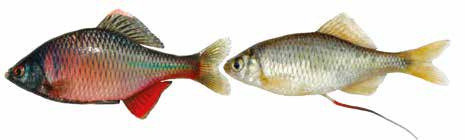 Список рыб Амура: Горчак Амурский (карповые)