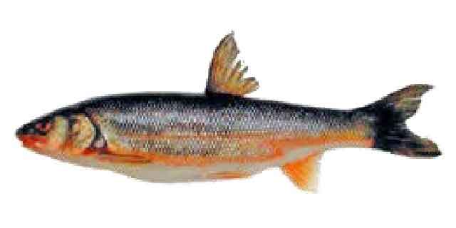 Список рыб Амура: красноперка крупночешуйная (карповые)