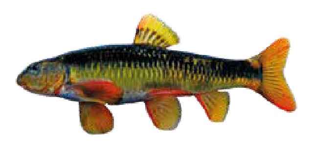 Список рыб Амура: Ладиславия (Владиславия) (карповые)
