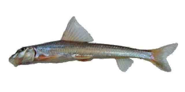 Список рыб Амура: Пескарь носатый Анударина (карповые)