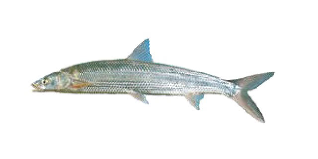 Список рыб Амура: Охетобиус (карповые)