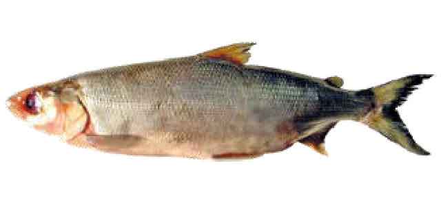 Омуль байкальский (Список рыб р. Амур)