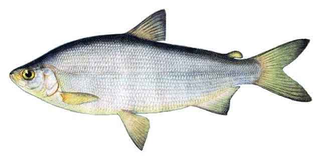 Пелядь (Список рыб Амура)