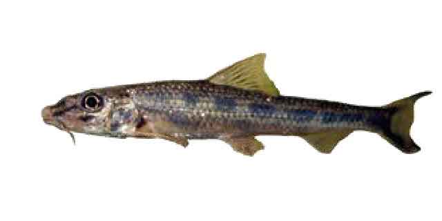 Список рыб Амура: Пескарь восьмиусый (карповые)