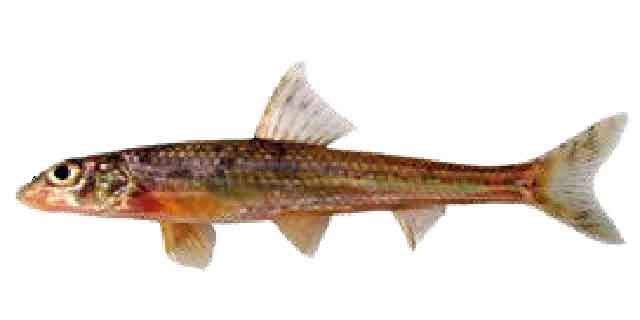 Список рыб Амура: Пескарь амурский белоперый (карповые)