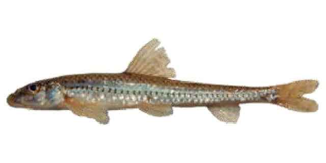 Список рыб Амура: Пескарь амурский носатый (карповые)