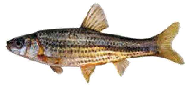 Список рыб Амура: Пескарь чебаковидный (карповые)