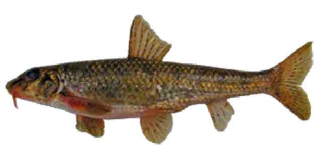 Список рыб Амура: Пескарь Ленский (карповые)