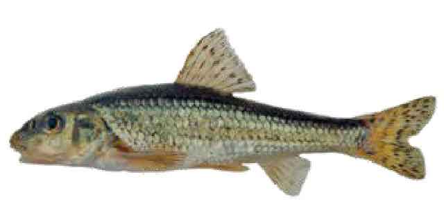 Список рыб Амура: Пескарь Солдатова (карповые)