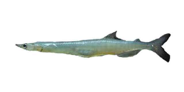 Список рыб Амура: Рыба-лапша китайская