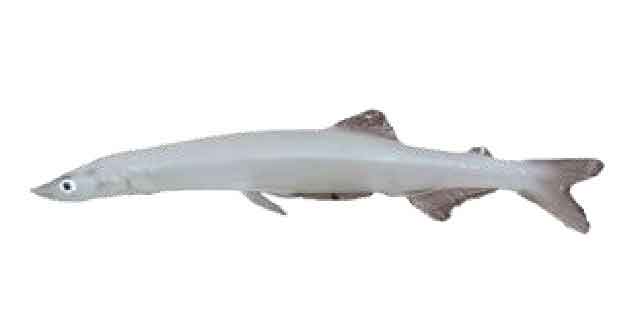 Список рыб Амура: Рыба-лапша
