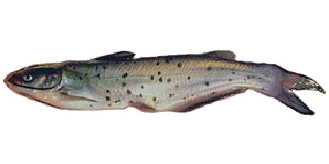 Сом канальный (список рыб бассейна р. Амур)