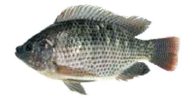 Тиляпия мозамбикская (Список рыб Амура)