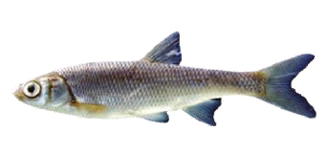 Список рыб Амура: Востробрюшка Варпаховского (карповые)