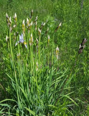 Касатик кроваво-красный (Iris sanguinea Hornem.)