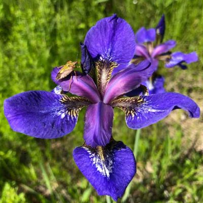Касатик кроваво-красный (Iris sanguinea Hornem.)