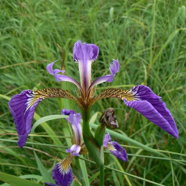Касатик щетинистый (Iris setosa Pall. ex Link)
