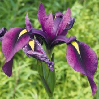 Касатик мечевидный (Iris ensata Thunb.)