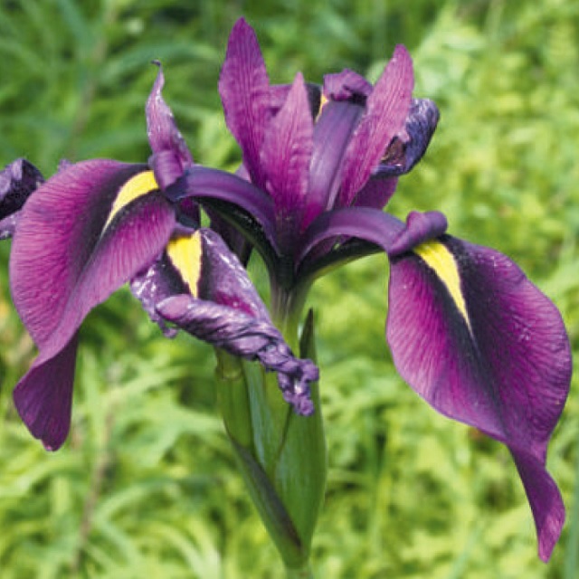 Касатик мечевидный (Iris ensata Thunb.)
