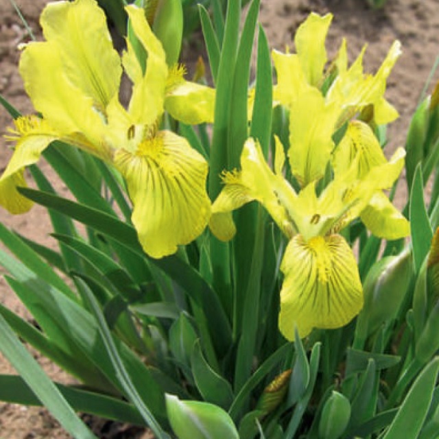 Касатик низкий (Iris humilis Georgi)