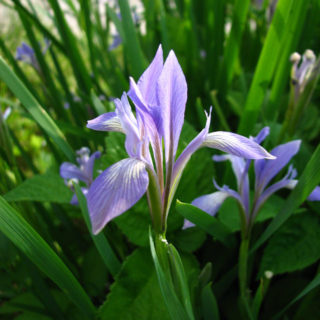 Касатик остролепестковый (Iris oxypetala Bunge)