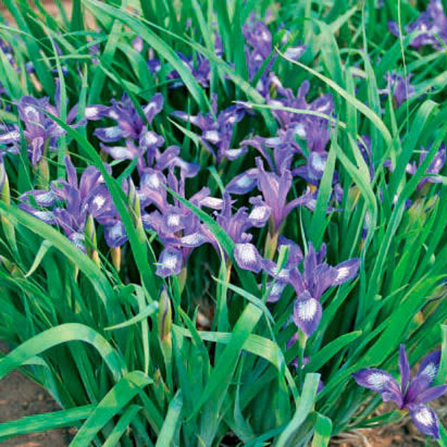 Касатик одноцветковый (Iris uniflora Pall.)