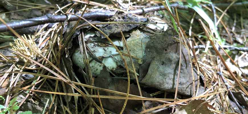 Сыроежка бело-чёрная (Russula albonigra (Krombh.) Fr.)