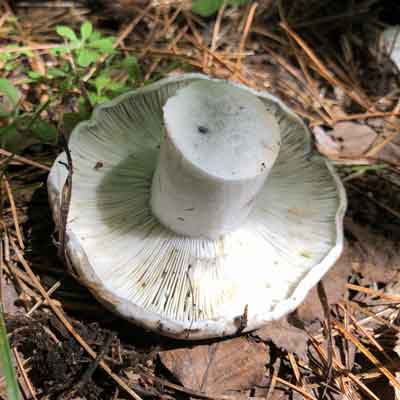 Сыроежка бело-чёрная (Russula albonigra (Krombh.) Fr.)