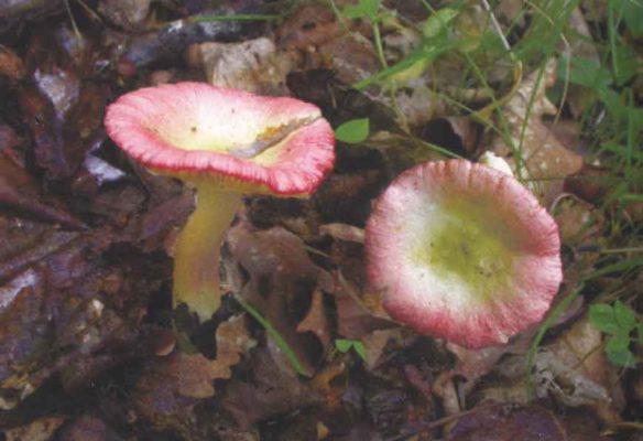 Сыроежка белеющая (Russula exalbicans (Pers.) Melzer & Zvara)