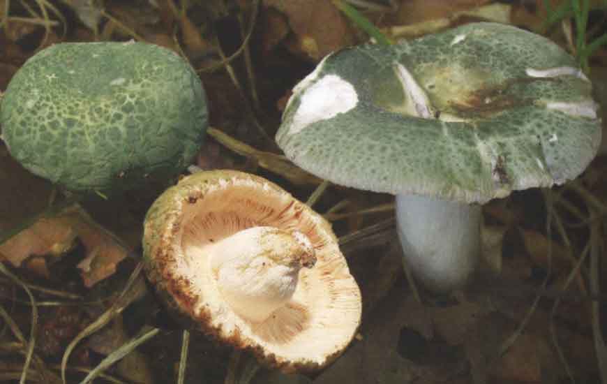 Сыроежка зеленоватая (Russula virescens (Schaeff.) Fr.)