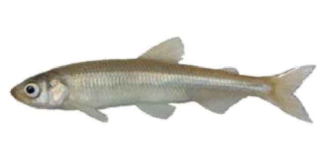 Список рыб Амура: Корюшка обыкновенная малоротая
