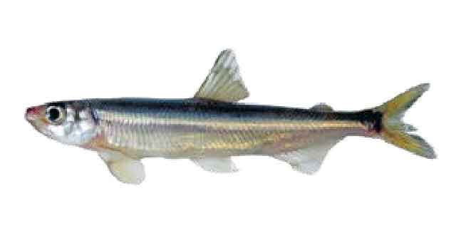 Список рыб Амура: Корюшка японская малоротая