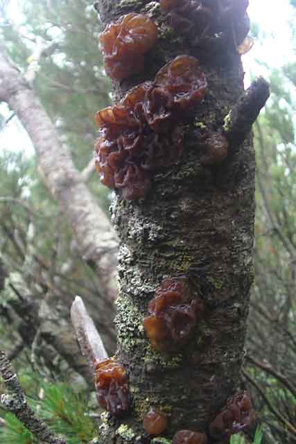 Тремелла листоватая (Tremella foliacea Pers.)