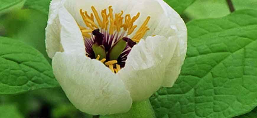 Пион горный (Paeonia oreogeton S. Moore)