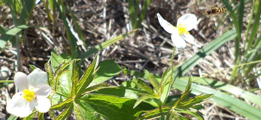 Пион молочноцветковый (Paeonia lactiflora Pall.). Хабаровский край