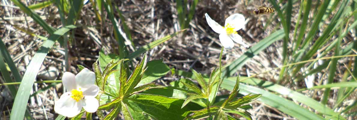 Пион молочноцветковый (Paeonia lactiflora Pall.). Хабаровский край