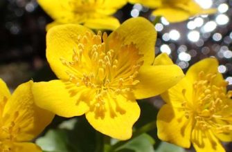 Калужница перепончатая (Caltha membranacea (Turcz.) Schipcz)