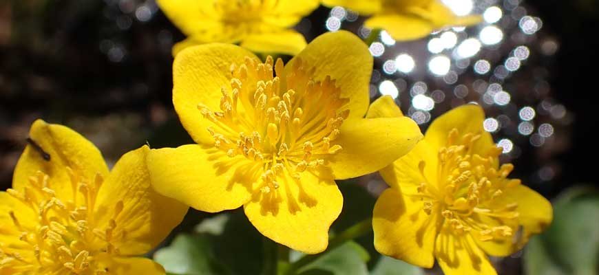 Калужница перепончатая (Caltha membranacea (Turcz.) Schipcz)