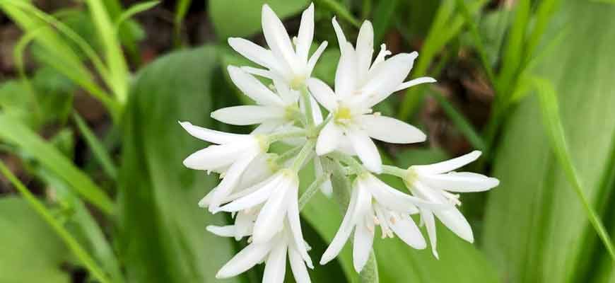 Клинтония удская (Clintonia udensis (Trautv. et C.A. Mey., 1856))