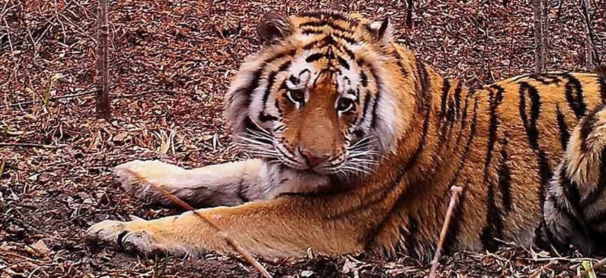Амурский тигр в Хабаровском крае