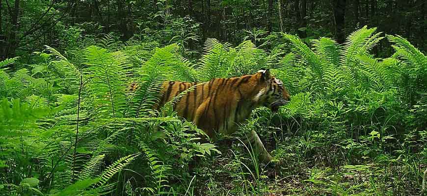 Амурский тигр в Хабаровском крае