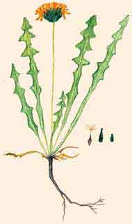 Одуванчик голострелковый (Taraxacum nudiscaposum Worosch.)