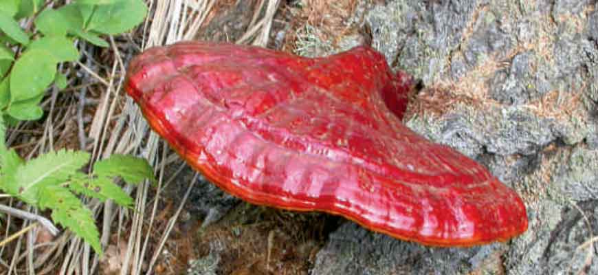 Ganoderma lucidum (Curtis) P. Karst. (Грибы Хабаровского края)