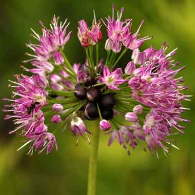 Лук крупнотычинковый (Allium macrostemon Bunge)